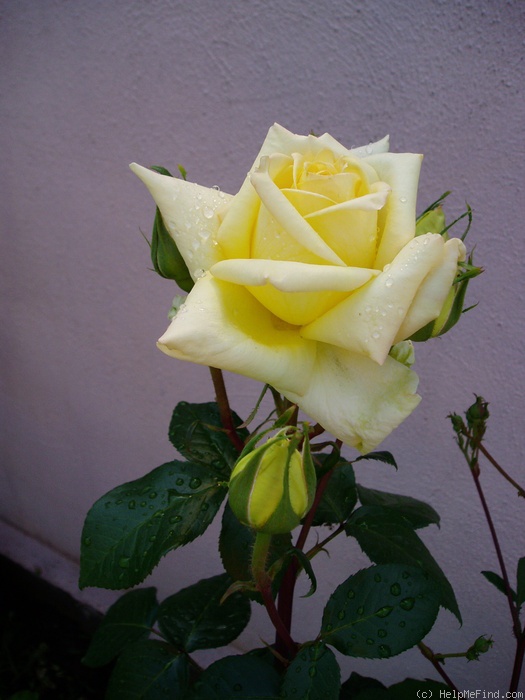 'Landora ®' rose photo