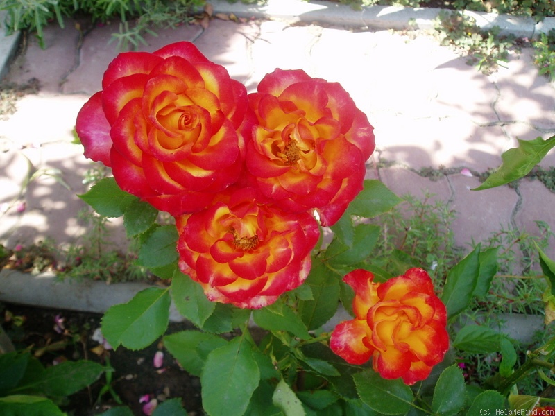 'High Society® (florists rose, Interplant, 2000)' rose photo