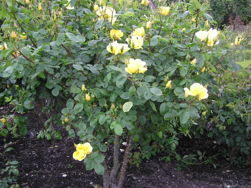 'Lawrence Johnston (climber, Pernet-Ducher, 1905)' rose photo