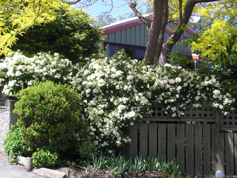 'R. banksiae alba' rose photo