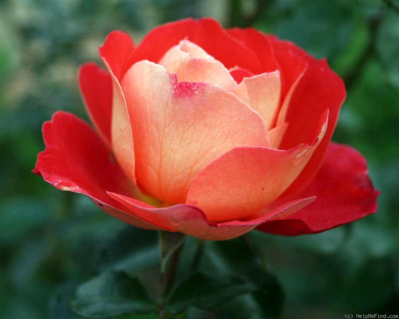'Brothers Grimm Fairy Tale ™' rose photo