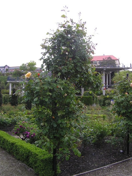 'Trevor Griffiths Rose Garden'  photo