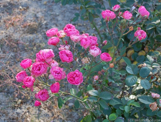 'Ingrid Stenzig' rose photo