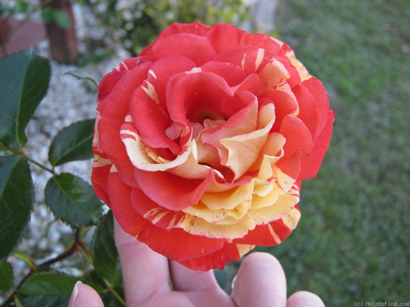 'Oranges 'n' Lemons ™' rose photo