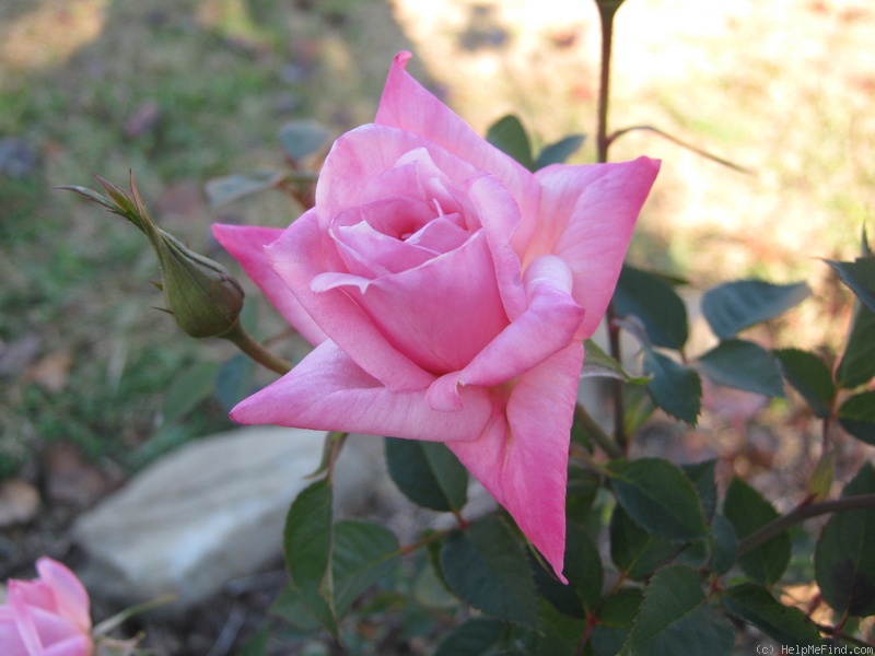 'Angelica Renae ™' rose photo