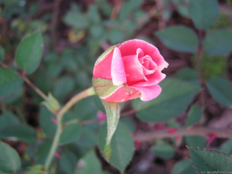 'Angelica Renae ™' rose photo