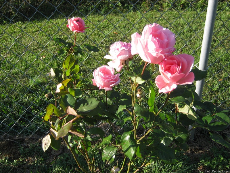 'Queen Elizabeth (Hybrid Tea, Lammerts before 1951)' rose, click to enlarge 'Queen Elizabeth (Hybrid Tea, Lammerts before 1951)' rose photo