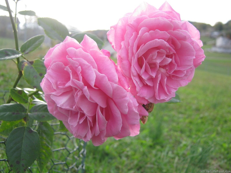 'St Elisabeth of Hungary' rose photo