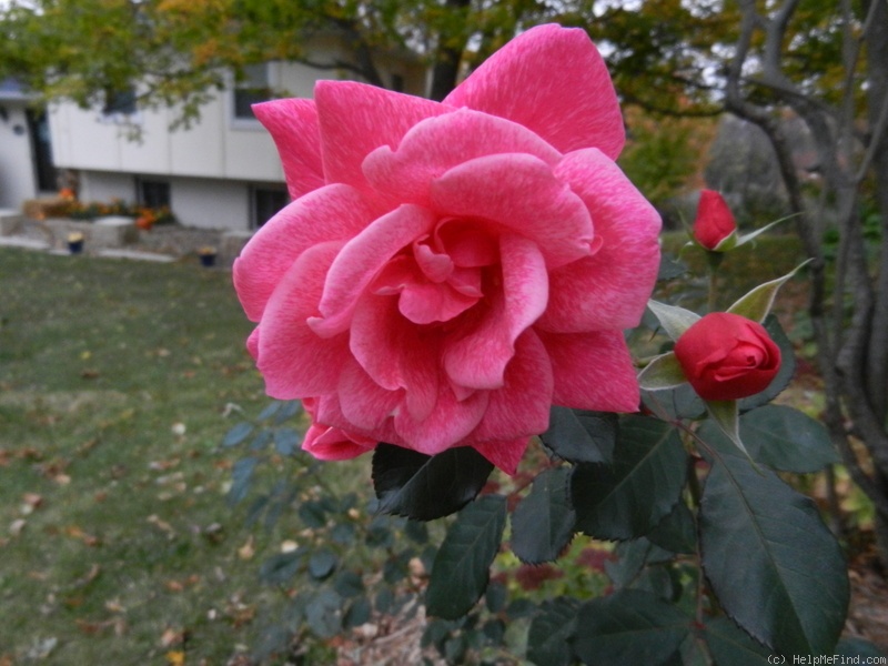 'Prairie Lass' rose photo
