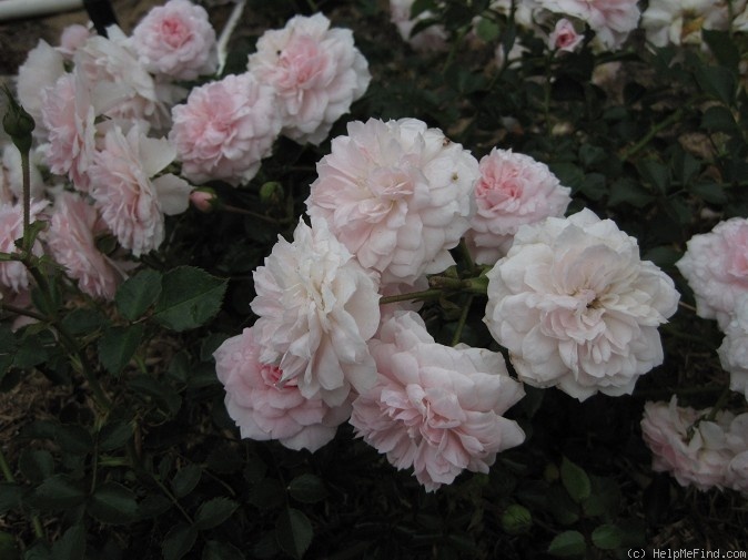'Jane McGrath' rose photo