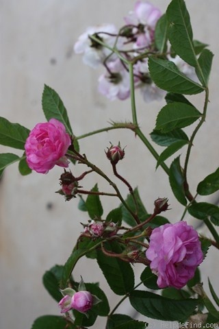 'Acervate' rose photo