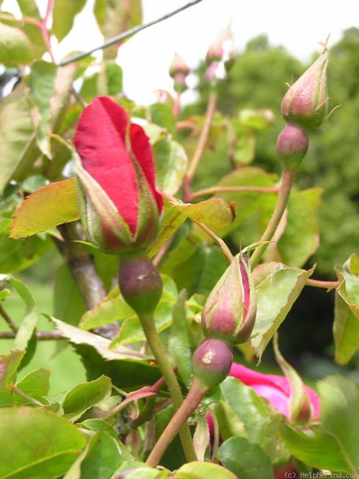 'Nancy Hayward' rose photo