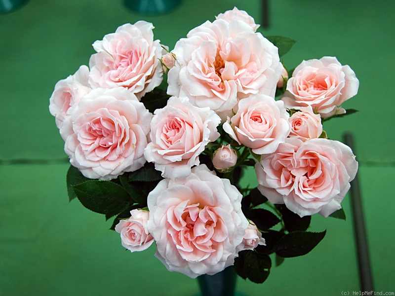 'Lovely Bride' rose photo