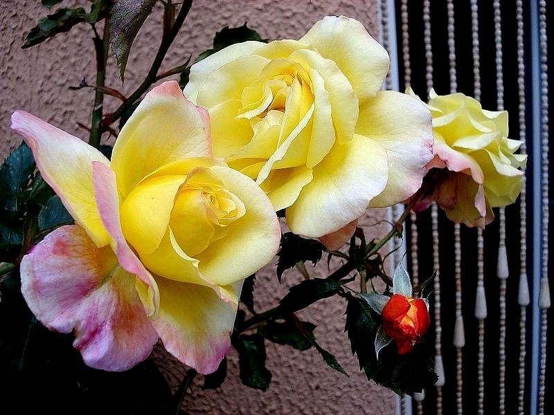 'Catherine Laborde ®' rose photo
