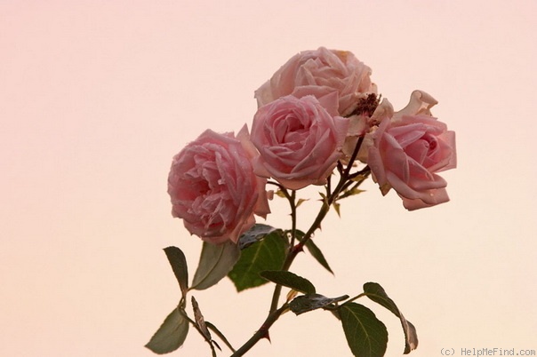'New Dawn (large flowered climber, Dreer 1930)' rose photo