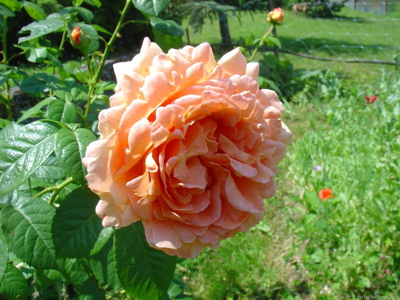'Polka ™ (climber, Mouchotte/Meilland 1991)' rose, click to enlarge 'Polka ™ (climber, Mouchotte/Meilland 1991)' rose photo