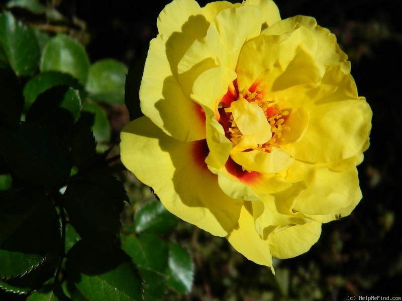 'Eyeconic ® Lemonade' rose photo