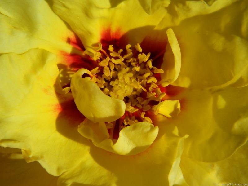 'Eyeconic ® Lemonade' rose photo