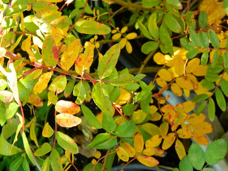 'Orantida' rose photo