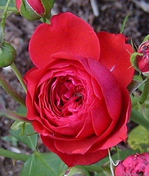 'François Rabelais' rose photo