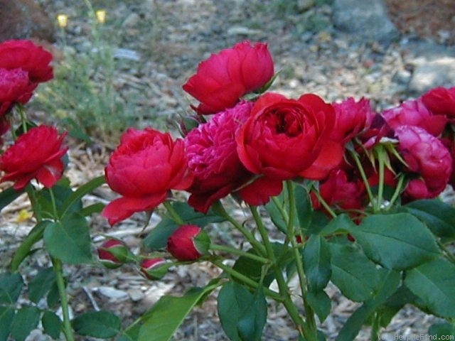 'François Rabelais' rose photo