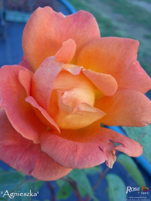 'Agnieszka' rose photo