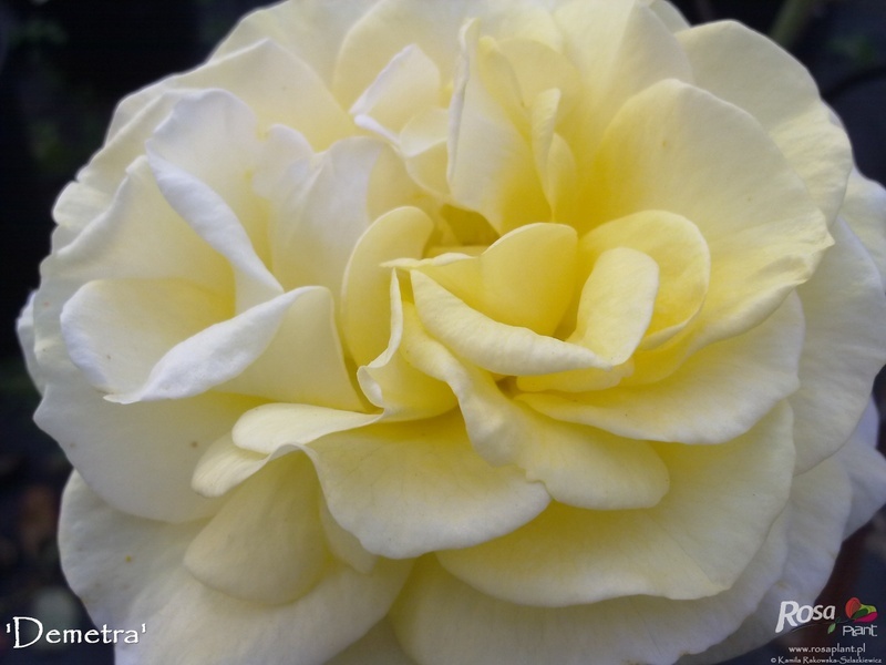 'Demetra ® (floribunda, Barni 2002)' rose photo