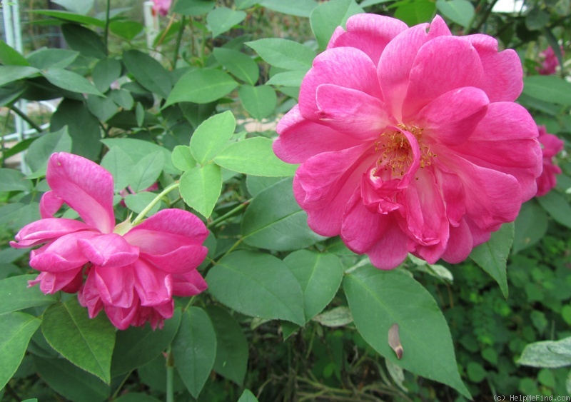 'Souvenir de Germain de Saint-Pierre' rose photo