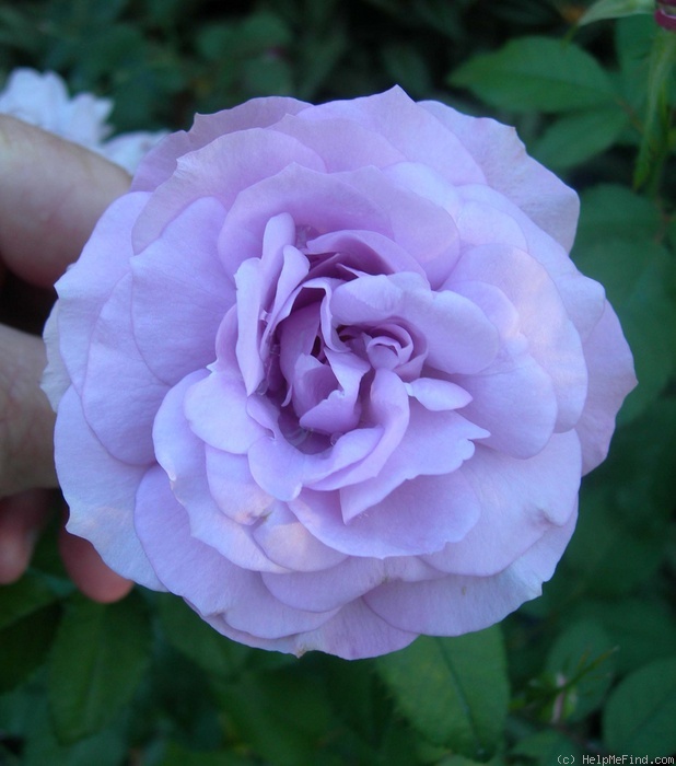 'CAROPMIBXAURJOB' rose photo