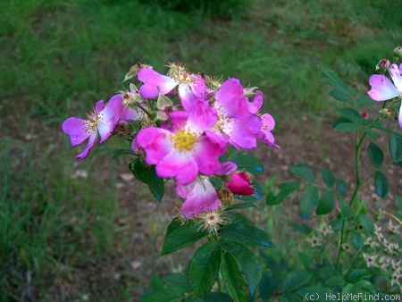 'Mosellied' rose photo