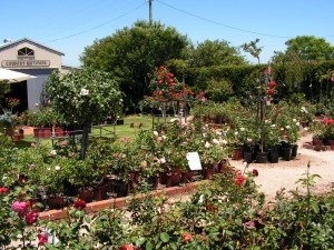 'Brindabella Country Gardens Nursery'  photo