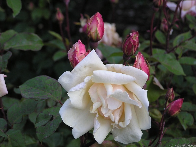 'Safrano (Tea, Beauregard, 1837)' rose photo