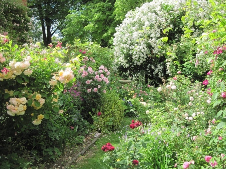 'A Wessex Garden'  photo