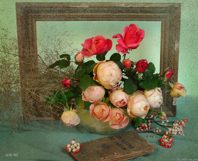 'Lady Emma Hamilton' rose photo