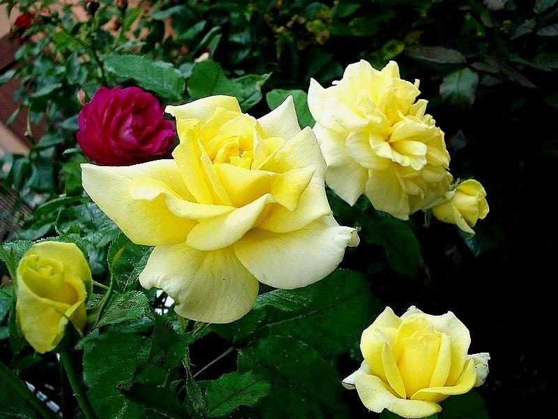 'Sterntaler ®' rose photo