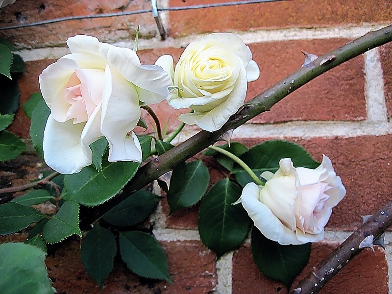 'Climbing Devoniensis' rose photo