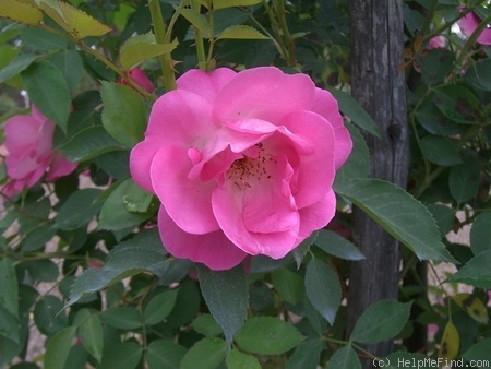'Angelina (shrub, Cocker, 1976)' rose photo