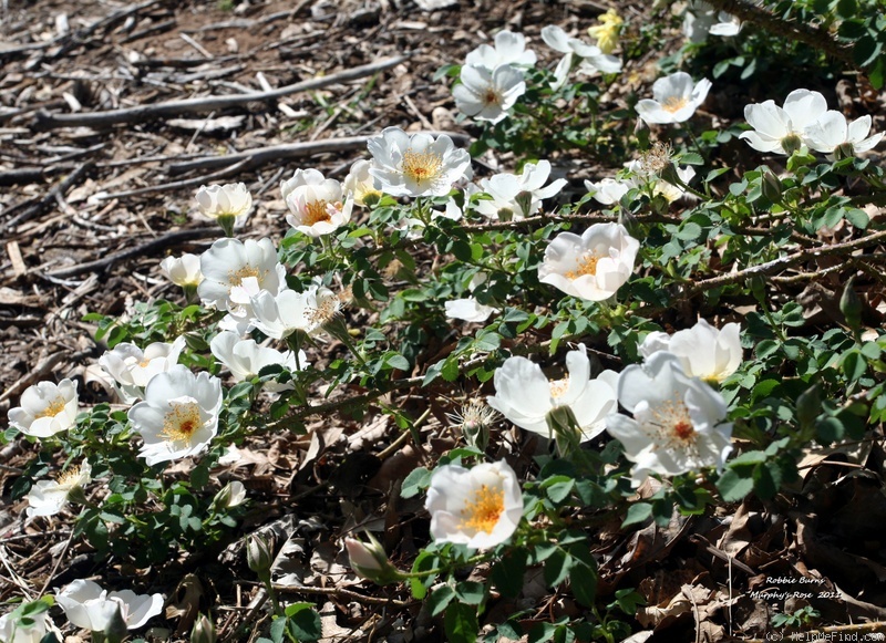 'Robbie Burns (shrub, Austin, 1986)' rose photo
