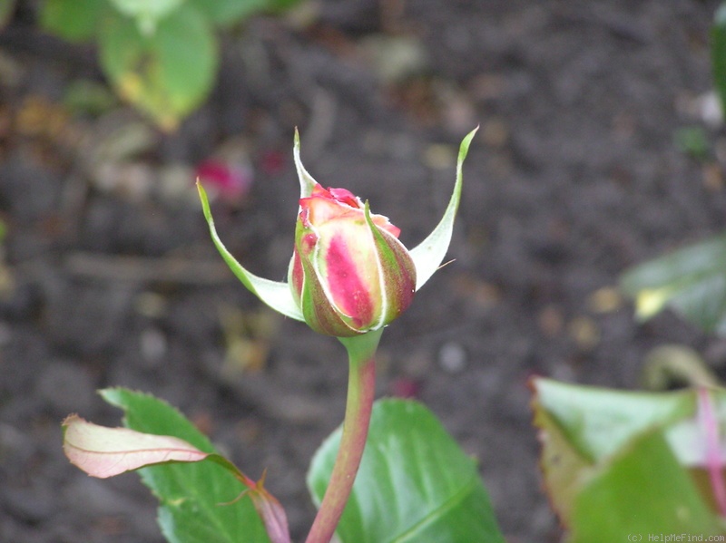 'Andrea Jane' rose photo