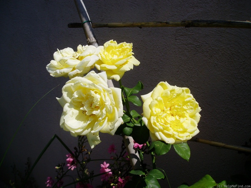 'Gerbe d'Or' rose photo