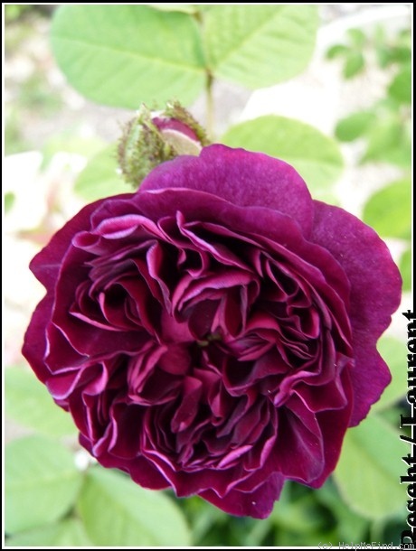 'La Reine Brune' rose photo