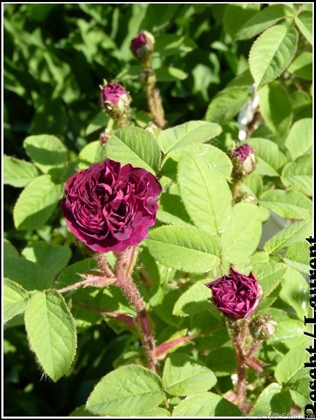 'La Reine Brune' rose photo