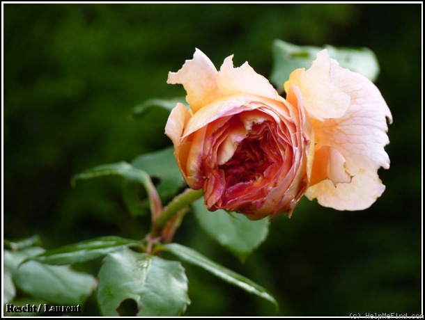 'Abraham Darby' rose, click to enlarge 'Abraham Darby' rose photo