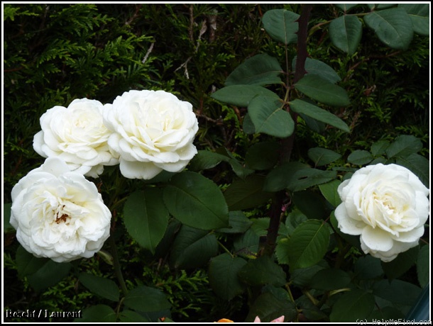 'Jeanne Moreau ® (hybrid tea, Meilland before 2000)' rose photo