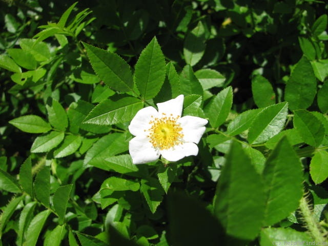 'R. maximowicziana' rose photo