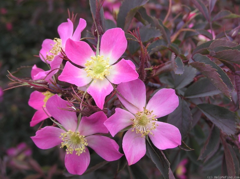 'R. glauca' rose photo