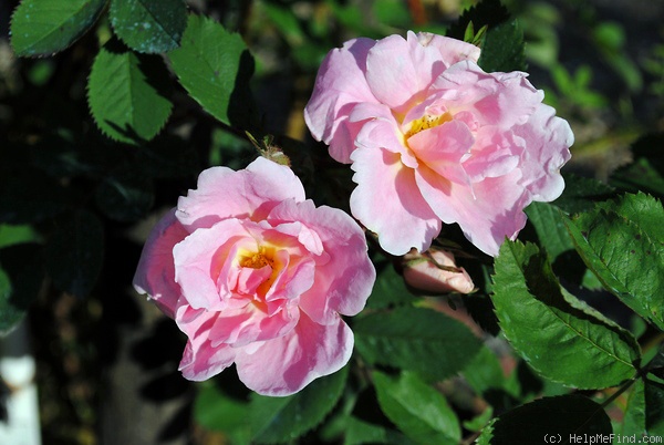 'Prairie Youth' rose photo