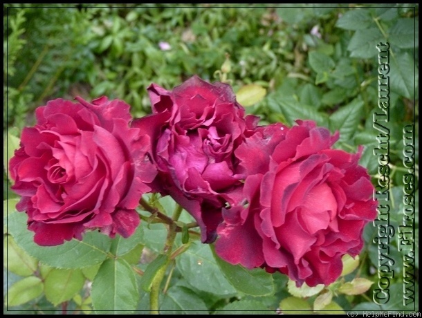 'Hommage à Barbara ®' rose photo