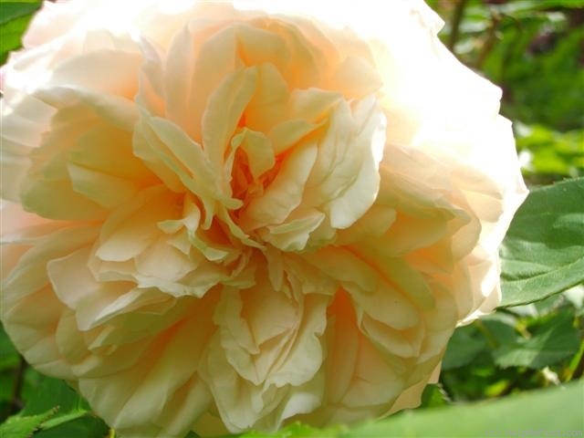'Gruss an Aachen (Hybrid Tea, Hinner 1909)' rose photo