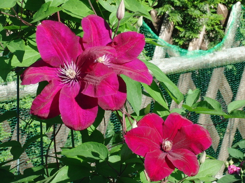 'Westerplatte' clematis photo